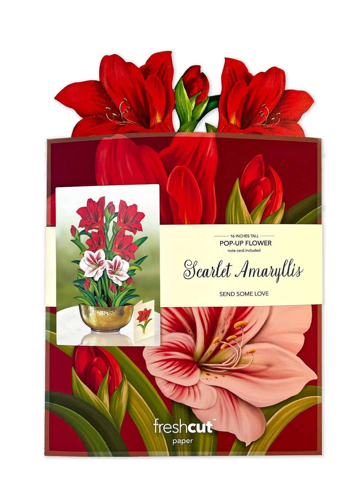 FRESHCUT PAPER SCARLET AMARYLLIS